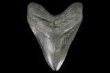 Fossil Megalodon Tooth - South Carolina #95300-1